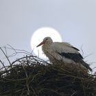 Storch