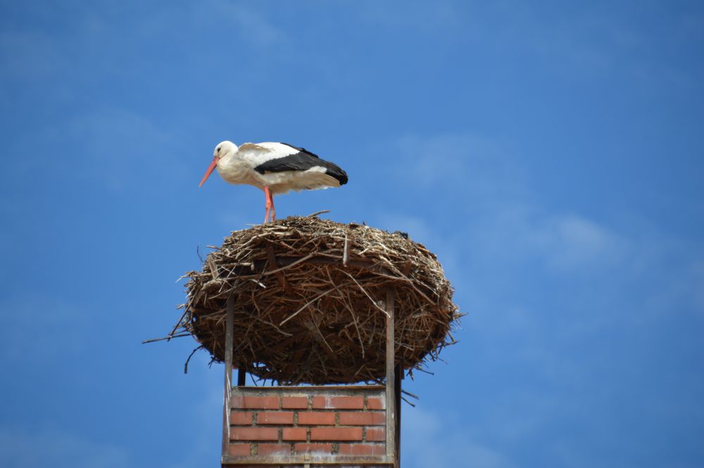 Storch Foto & Bild tiere, wildlife, wild lebende vögel Bilder auf