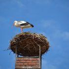 Storch