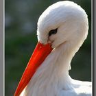 Storch