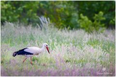 Storch