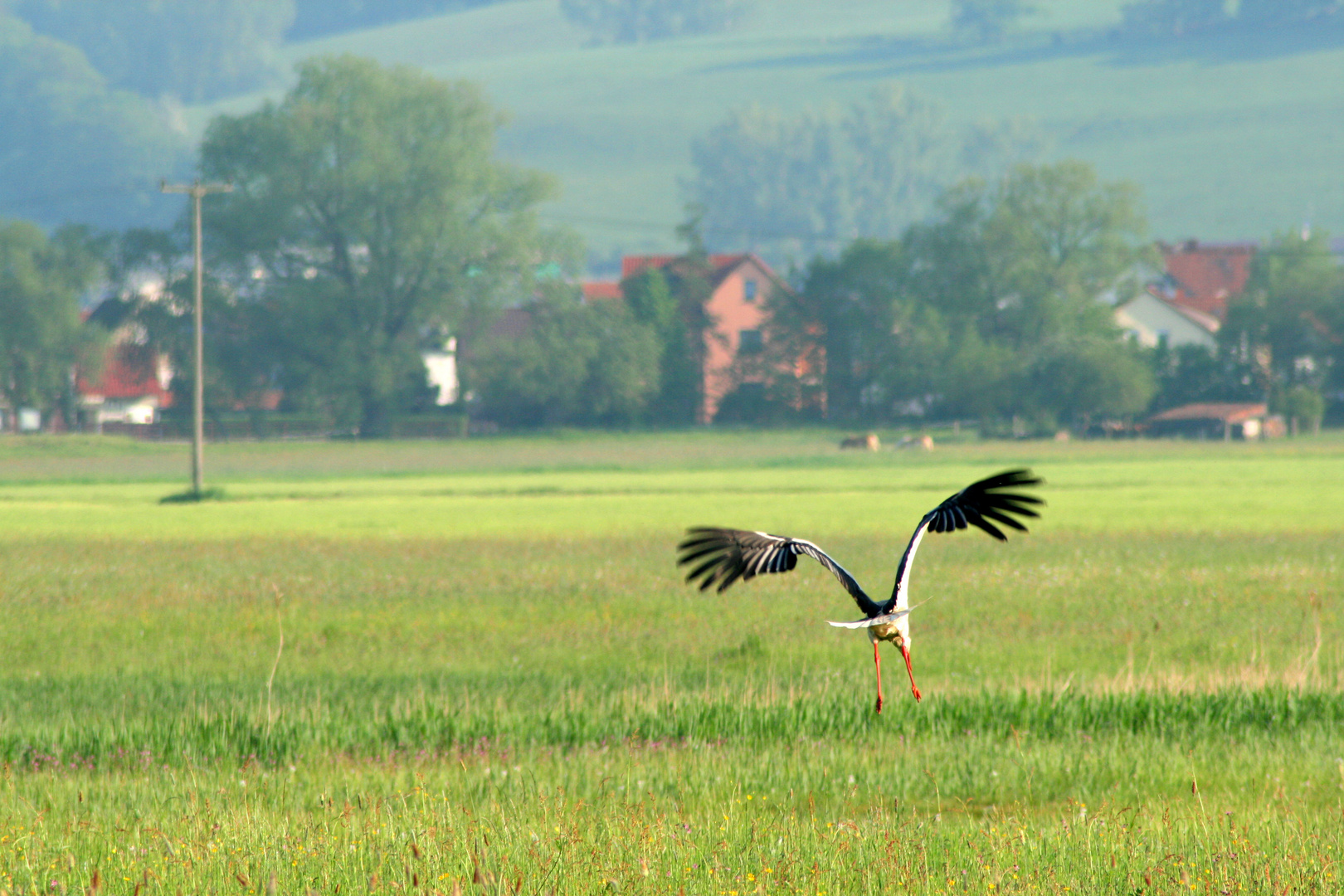 STORCH