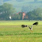 STORCH