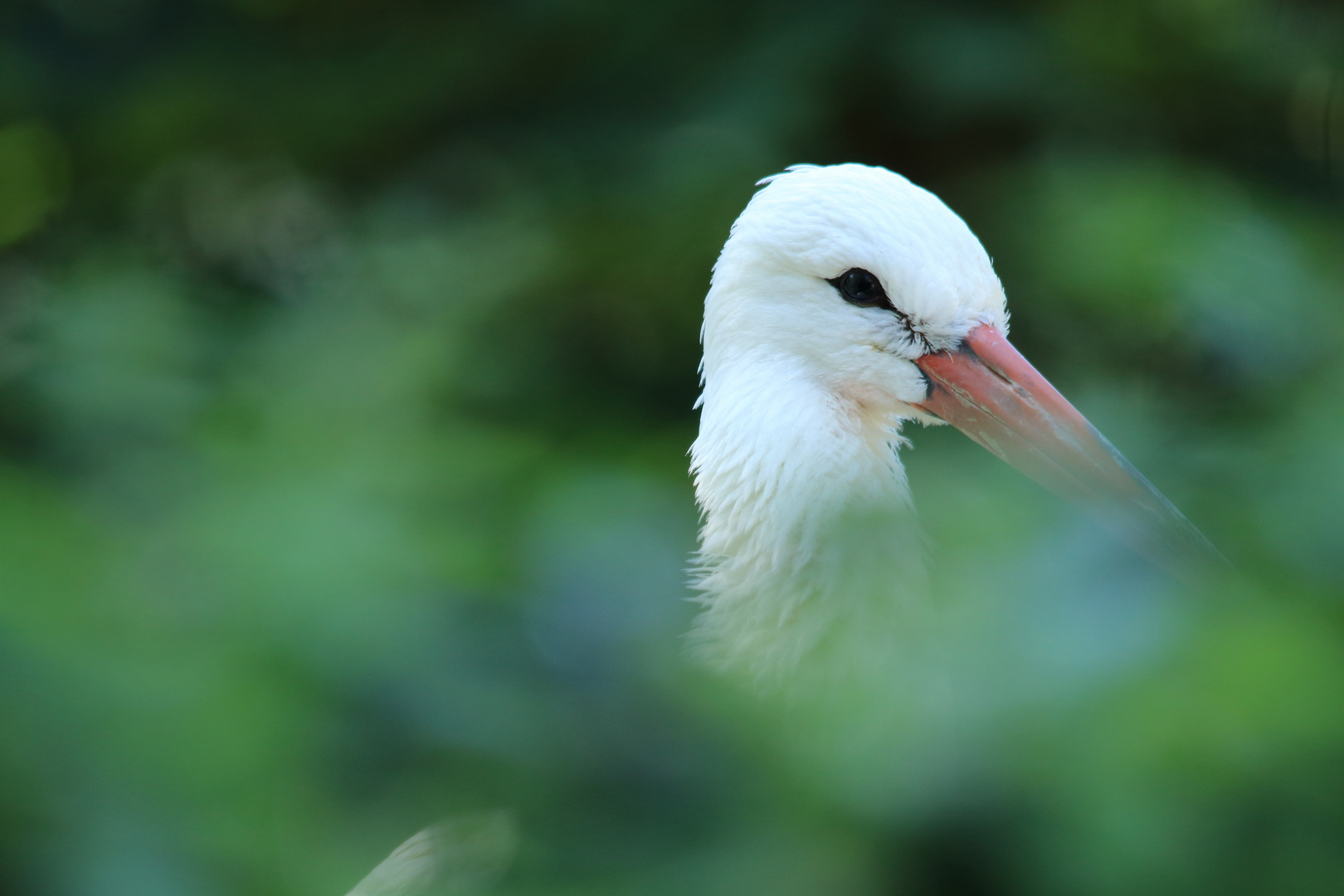 Storch