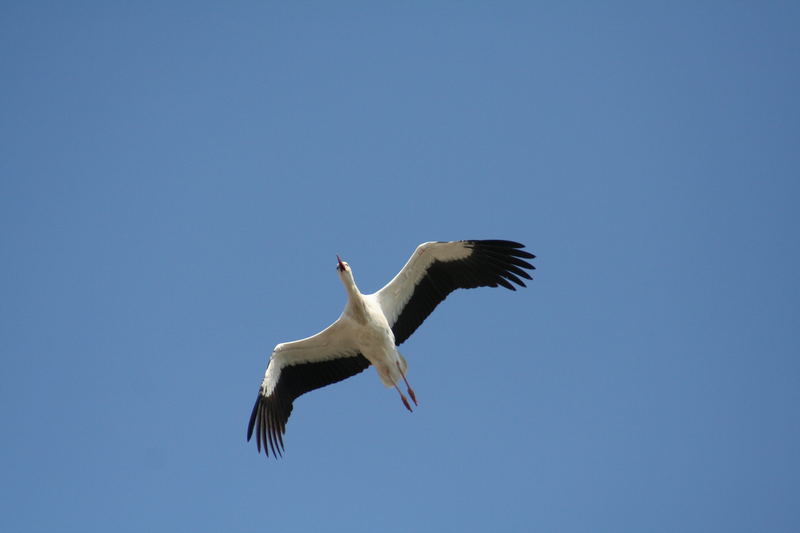 Storch