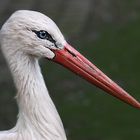 Storch