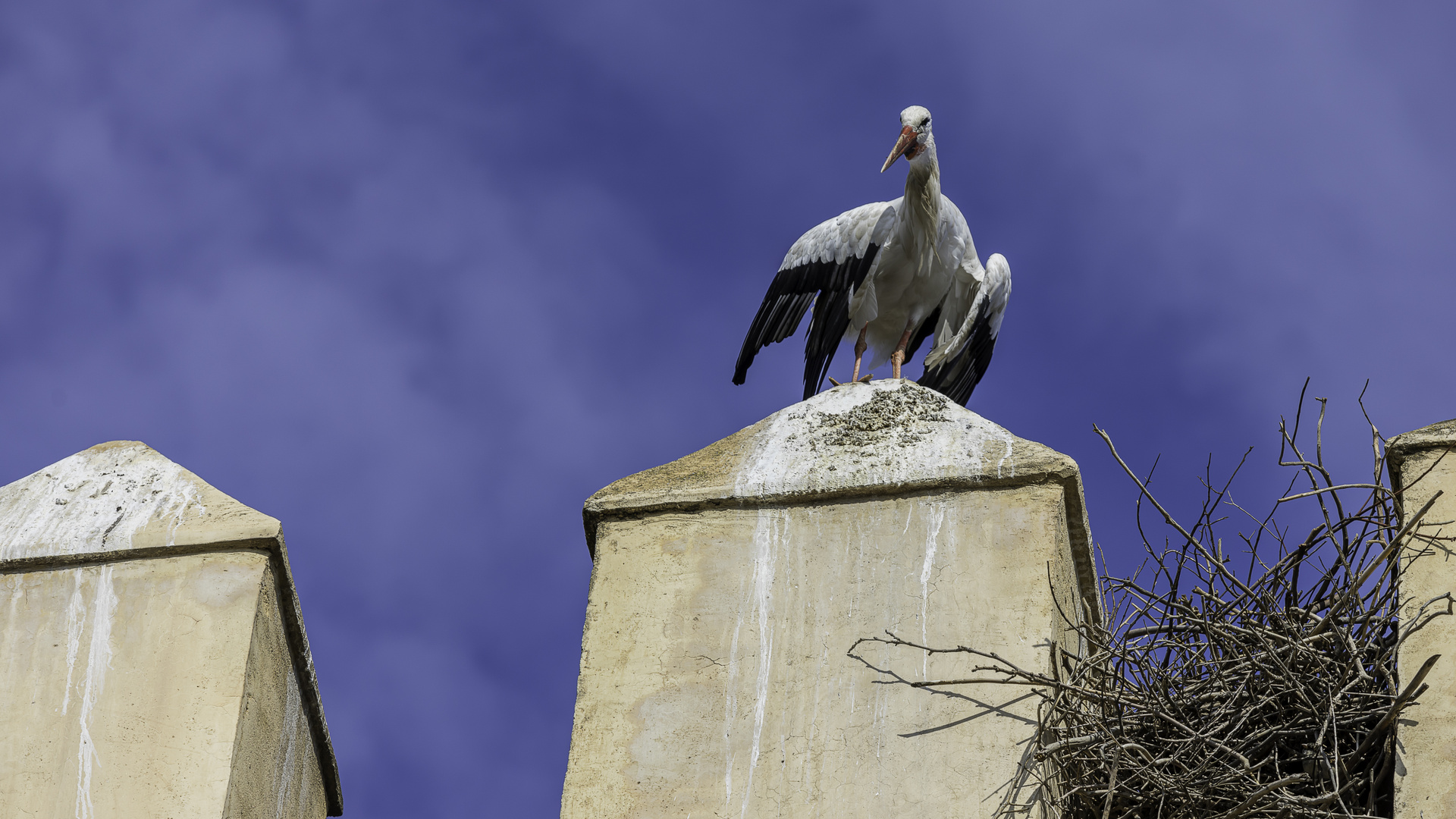 Storch