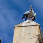 Storch