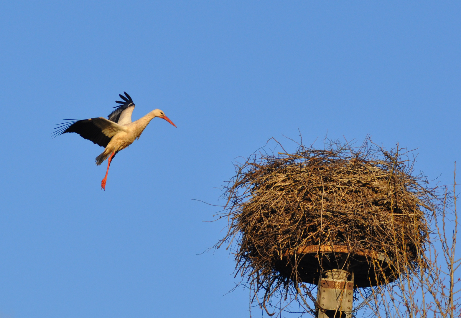 Storch