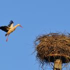 Storch