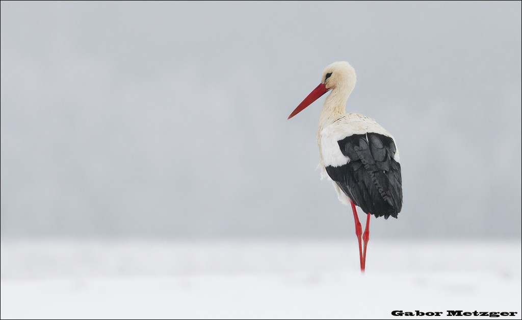 Storch