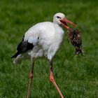 Storch