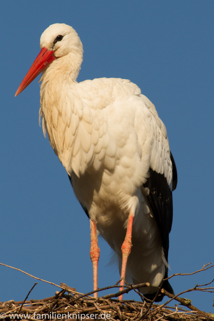 Storch