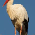 Storch