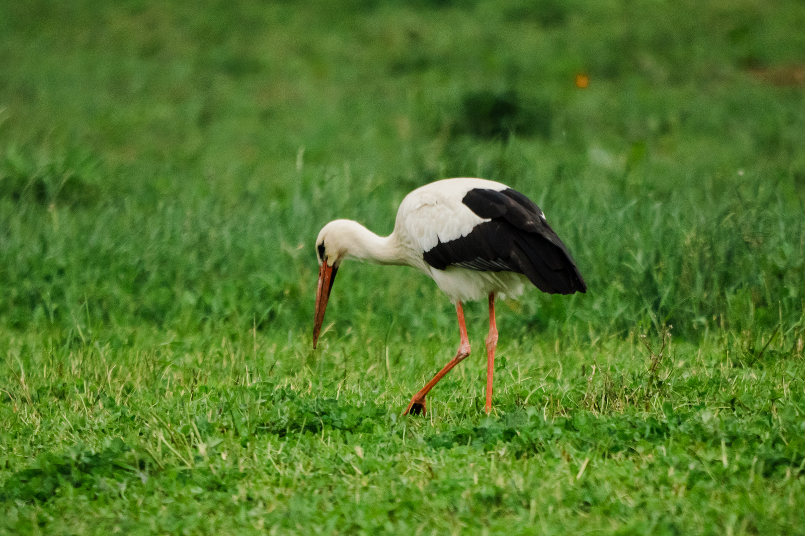 Storch bei Bensheim 4 2020