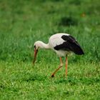 Storch bei Bensheim 4 2020