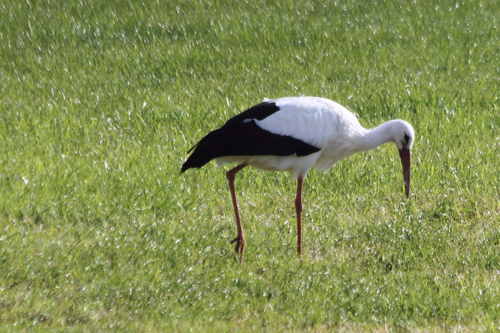 Storch bei Buchau