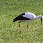 Storch bei Buchau