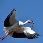 Storch bei der Arbeit