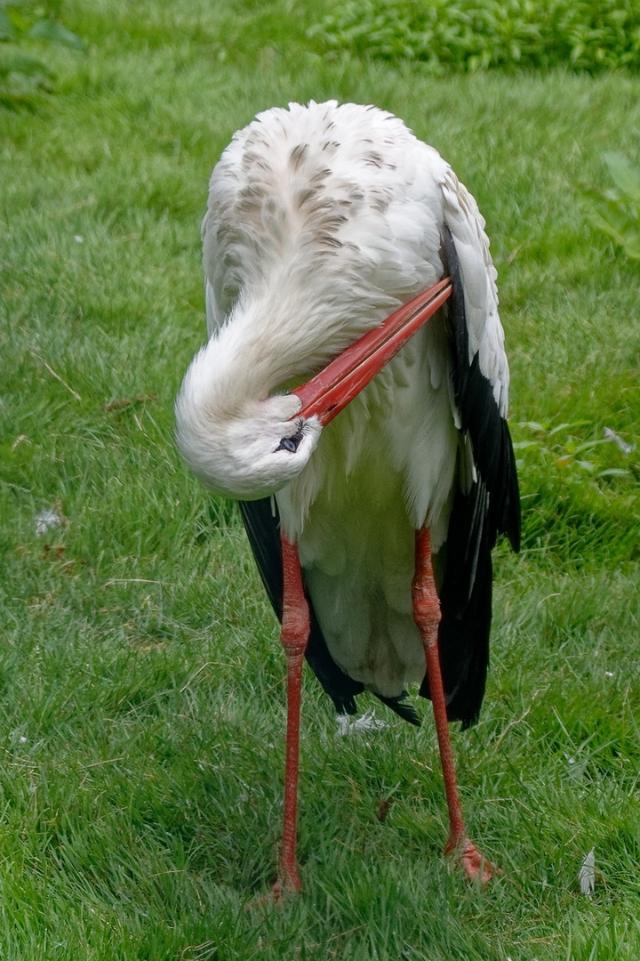 Storch bei der Federpflege