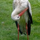 Storch bei der Federpflege