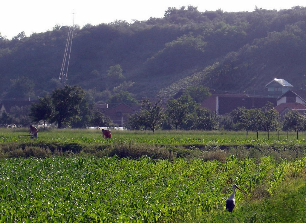 Storch bei der Feldarbeit in Slawonien Kroatien