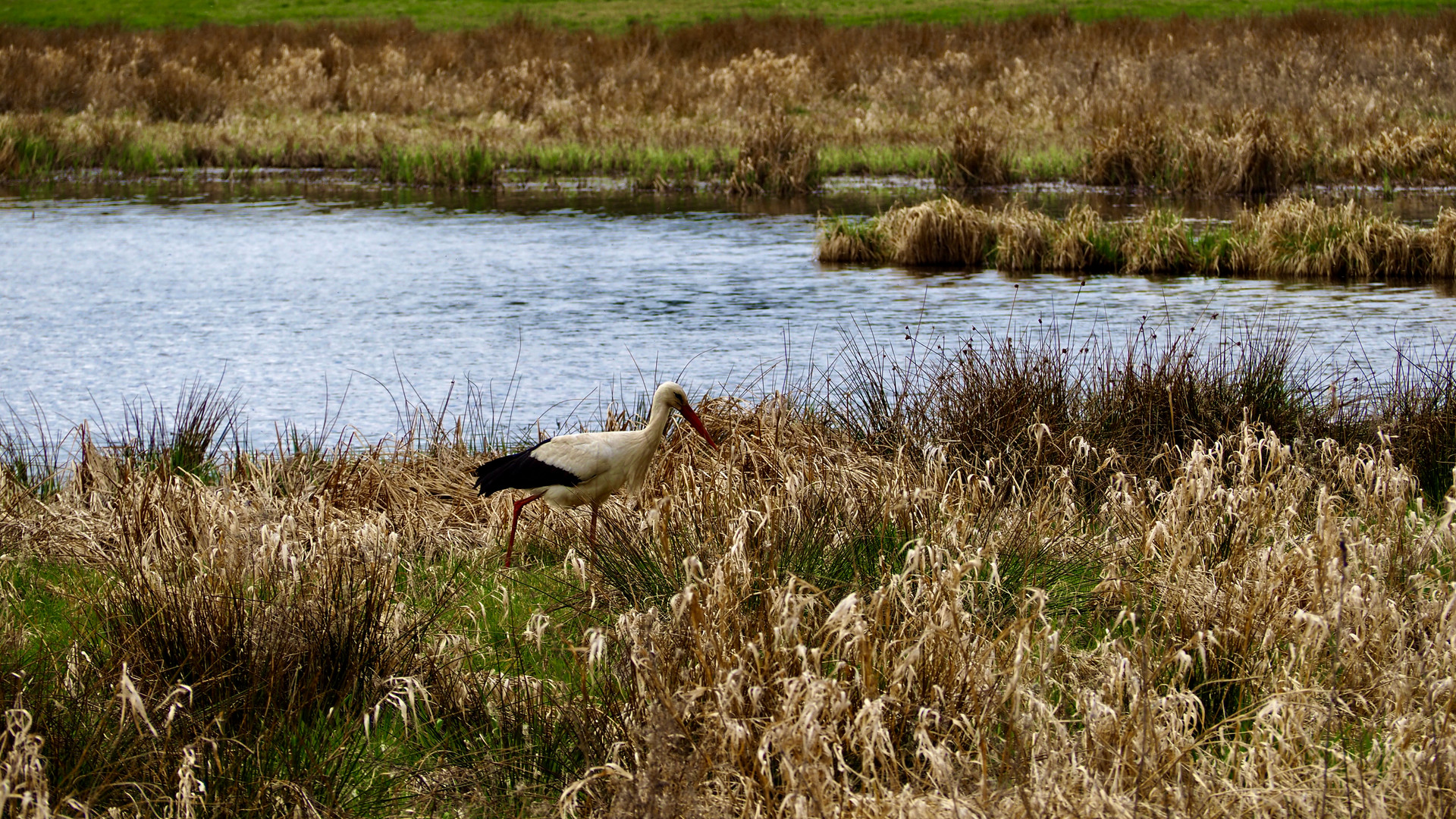 Storch bei der Futtersuche