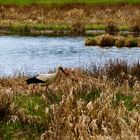 Storch bei der Futtersuche