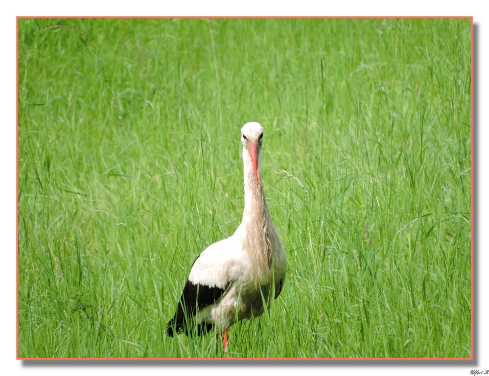 Storch bei der Futtersuche -1-