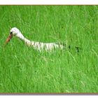 Storch bei der Futtersuche -2 -