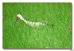 Storch bei der Futtersuche -2 -