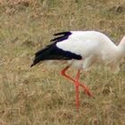 Storch bei der Futtersuche ( 2 )