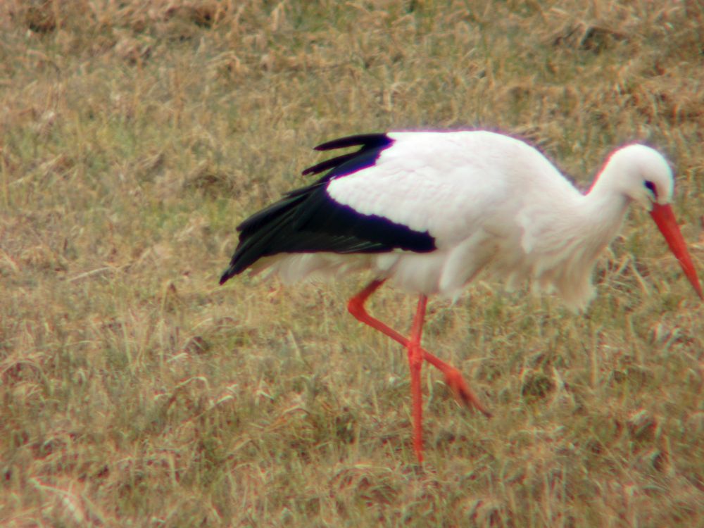 Storch bei der Futtersuche ( 2 )