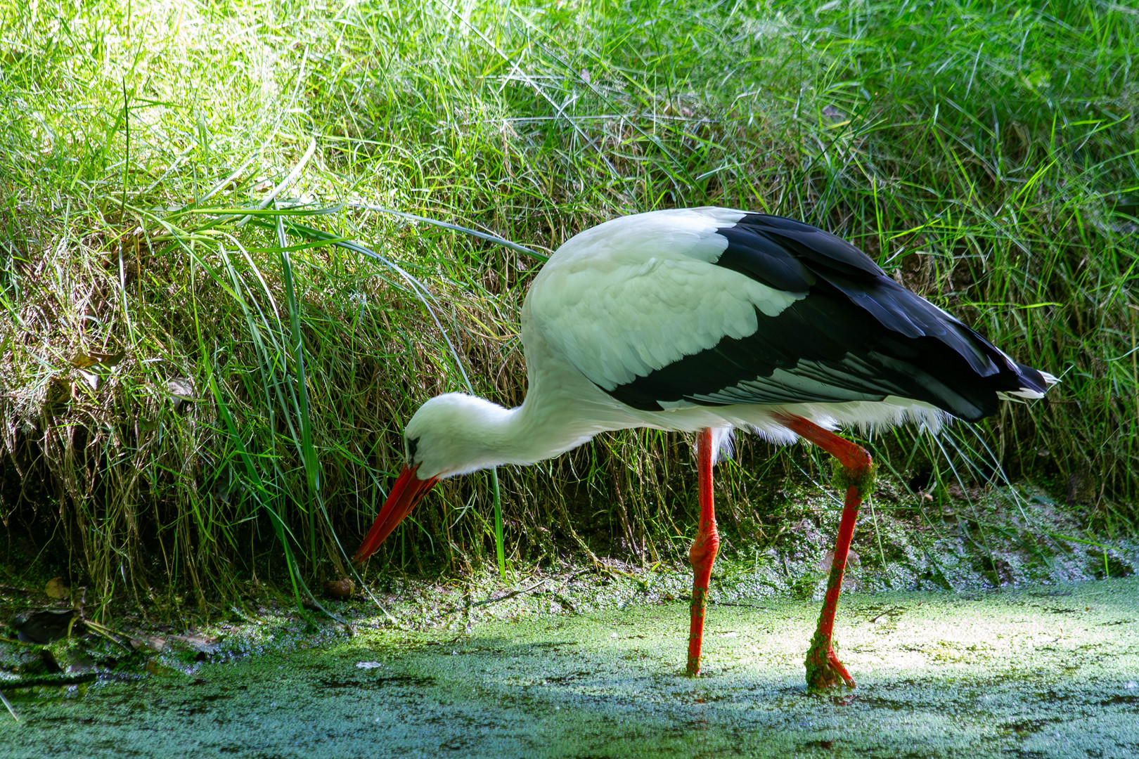 Storch bei der Futtersuche!