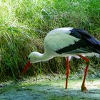 Storch bei der Futtersuche!