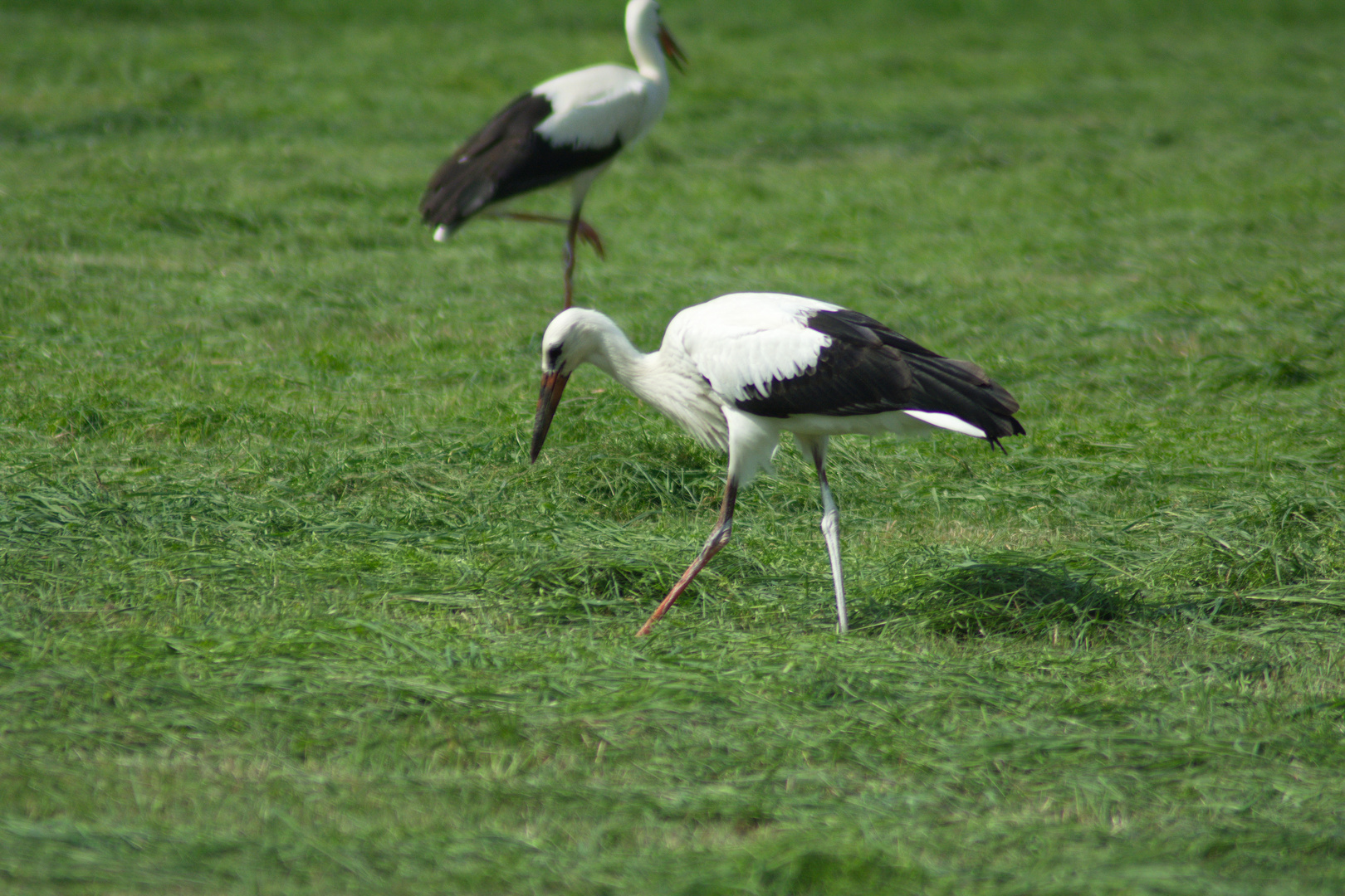 Storch bei der Futtersuche