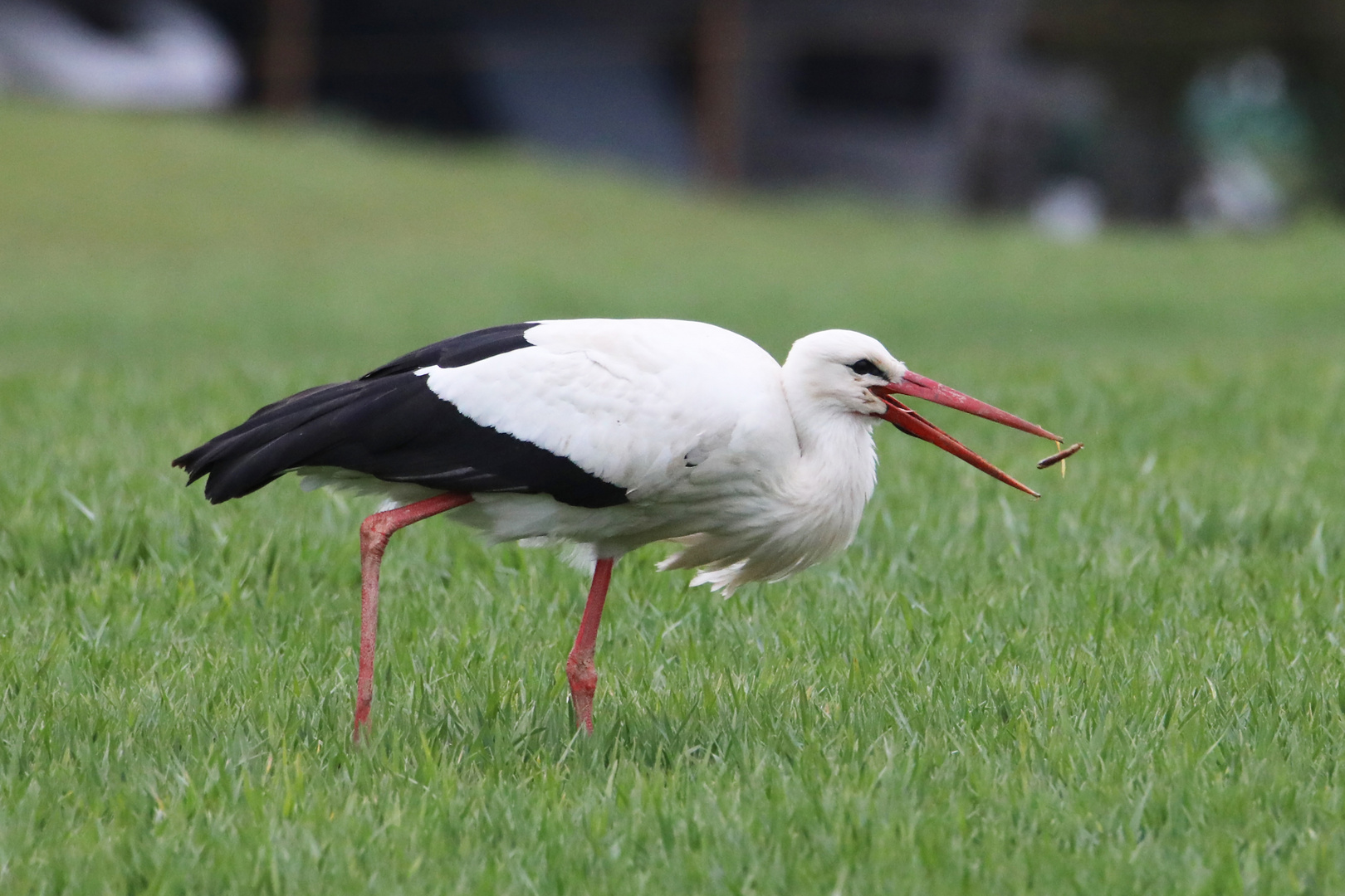 Storch bei der Futtersuche