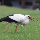 Storch bei der Futtersuche