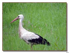 Storch bei der Futtersuche.