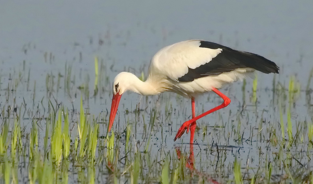 Storch bei der Futtersuche