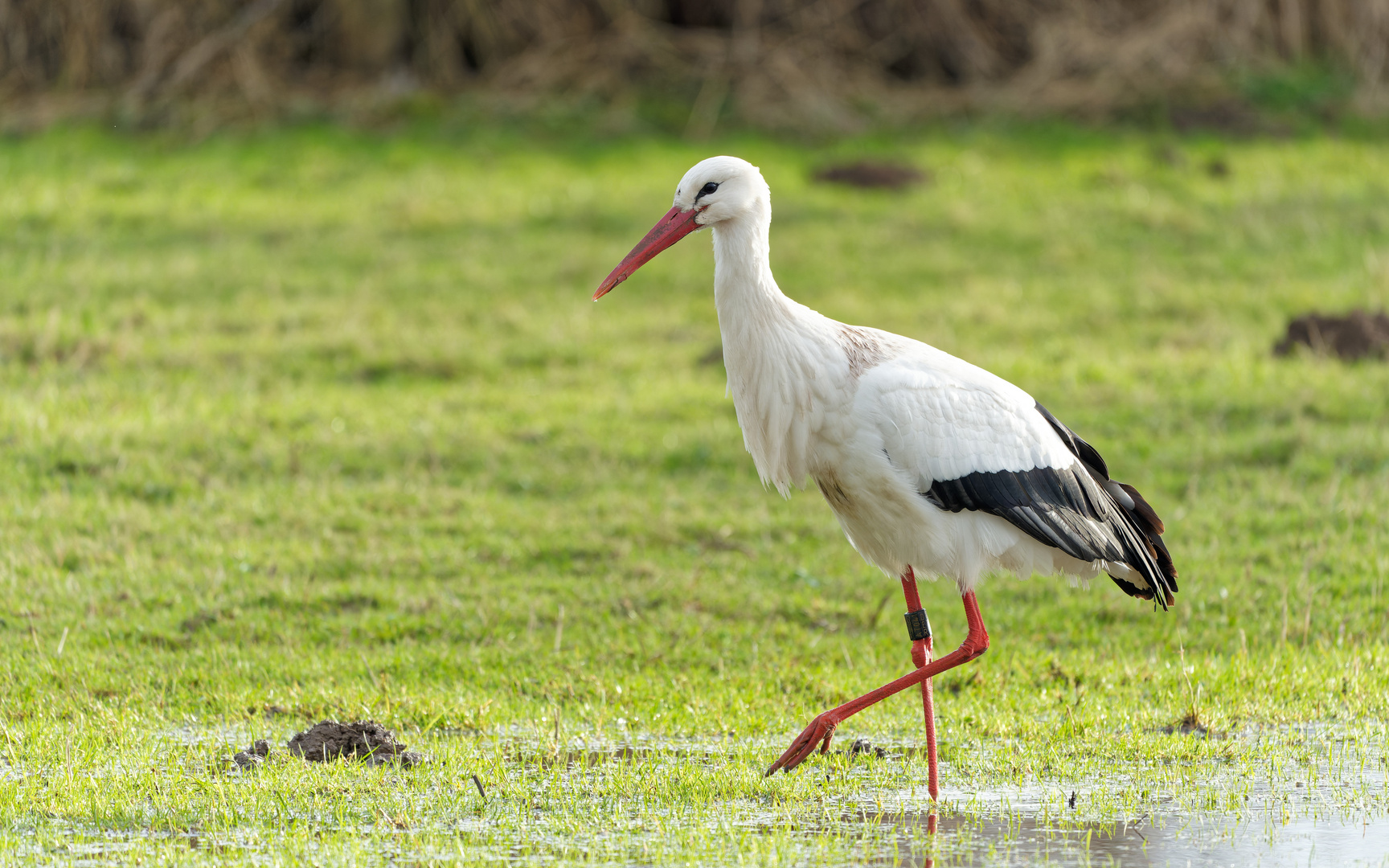 Storch bei der Futtersuche