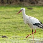 Storch bei der Futtersuche