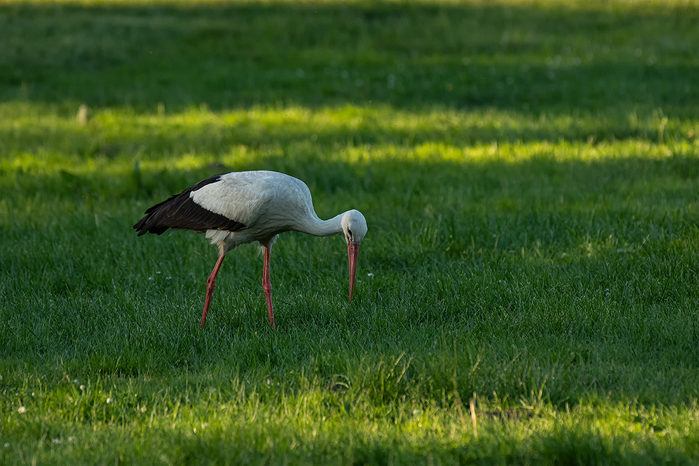 Storch bei der Jagd 1