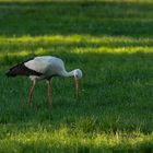 Storch bei der Jagd 1