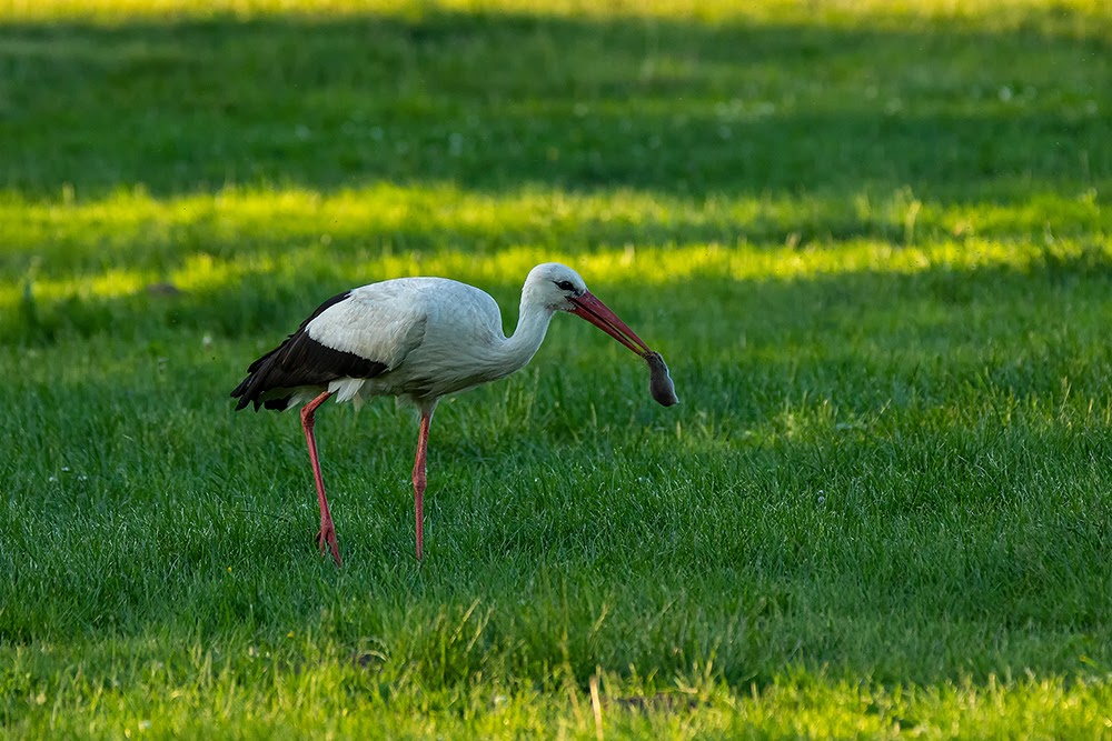 Storch bei der Jagd 2