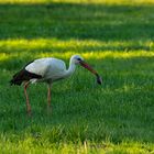 Storch bei der Jagd 2