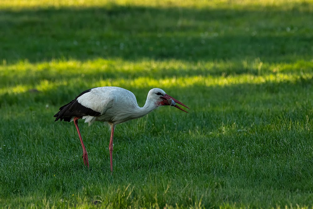 Storch bei der Jagd 3