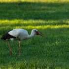 Storch bei der Jagd 3