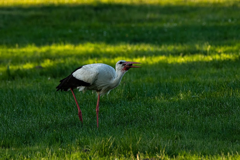 Storch bei der Jagd 4