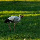 Storch bei der Jagd 4